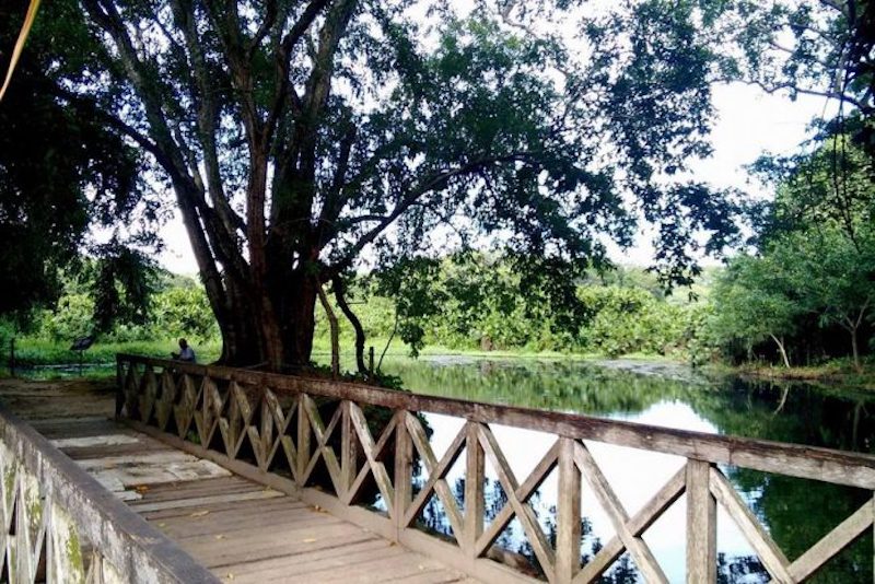 Passadiço no Jardim Botânico em Colônia